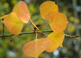 Attēlu rezultāti vaicājumam “Populus tremula leaf”