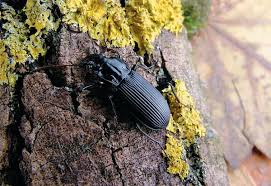 Attēlu rezultāti vaicājumam “Pterostichus niger”