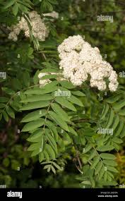 Attēlu rezultāti vaicājumam “Sorbus aucuparia flower”