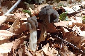 Attēlu rezultāti vaicājumam “Helvella lacunosa”