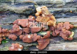 Attēlu rezultāti vaicājumam “Hypocrea rufa”