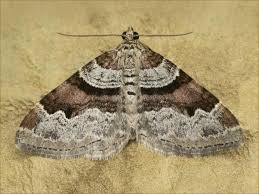 Attēlu rezultāti vaicājumam “Xanthorhoe designata”