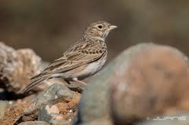 Image result for Calandrella rufescens