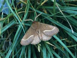 Attēlu rezultāti vaicājumam “Lasiocampa trifolii”