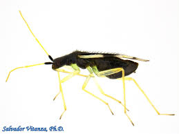 Attēlu rezultāti vaicājumam “Miridae”