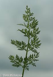 Attēlu rezultāti vaicājumam “Selinum carvifolia leaf”