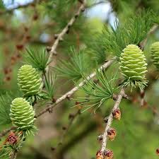 Attēlu rezultāti vaicājumam “Larix decidua flower”