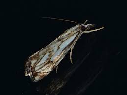 Attēlu rezultāti vaicājumam “Catoptria falsella”