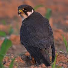 Attēlu rezultāti vaicājumam “Falco subbuteo”