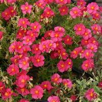 Attēlu rezultāti vaicājumam “Helianthemum x hybridum”