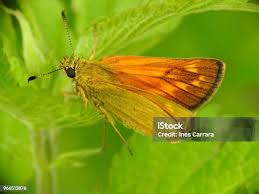 Attēlu rezultāti vaicājumam “Ochlodes sylvanus female”