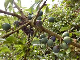 Attēlu rezultāti vaicājumam “Prunus spinosa fruit”