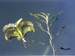 Attēlu rezultāti vaicājumam “Potamogeton praelongus leaf”