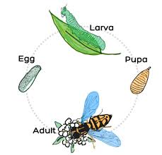 Attēlu rezultāti vaicājumam “Syrphus larva”