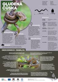 Attēlu rezultāti vaicājumam “Coronella austriaca adult”