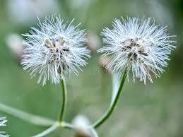 Attēlu rezultāti vaicājumam “Senecio viscosus flower”