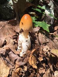 Attēlu rezultāti vaicājumam “Amaurochaete fusiformis spores”