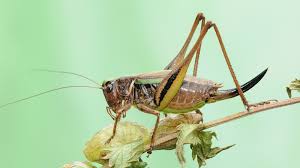 Attēlu rezultāti vaicājumam “Metrioptera brachyptera”