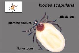 Attēlu rezultāti vaicājumam “Ixodes female”