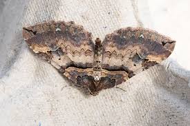 Attēlu rezultāti vaicājumam “Earophila badiata”