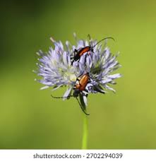 Attēlu rezultāti vaicājumam “Jasione montana leaf”