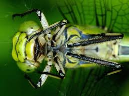 Attēlu rezultāti vaicājumam “Ophiogomphus cecilia”