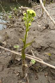 Attēlu rezultāti vaicājumam “Petasites spurius”