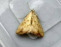 Attēlu rezultāti vaicājumam “Evergestis extimalis”