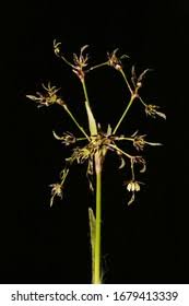 Attēlu rezultāti vaicājumam “Luzula pilosa flower”