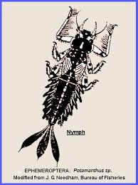 Attēlu rezultāti vaicājumam “Ephemeroptera”