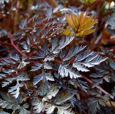 Attēlu rezultāti vaicājumam “Anthriscus sylvestris leaf”