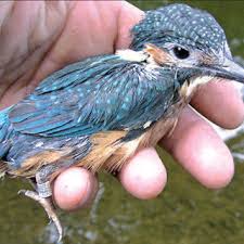 Attēlu rezultāti vaicājumam “Alcedo atthis adult”