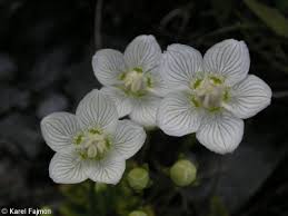 Attēlu rezultāti vaicājumam “Parnassia palustris bud”