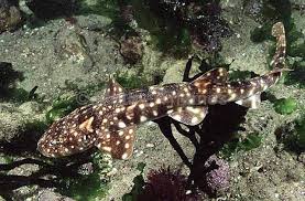 Image result for Haploblepharus pictus