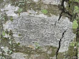 Attēlu rezultāti vaicājumam “Graphis scripta”