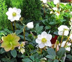 Attēlu rezultāti vaicājumam “Helleborus niger”