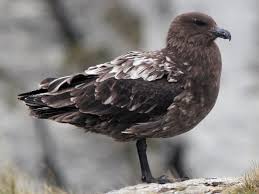 Image result for Stercorarius skua