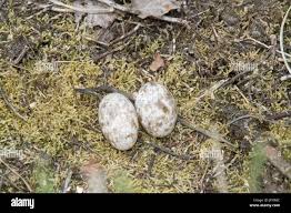 Attēlu rezultāti vaicājumam “Caprimulgus europaeus egg”