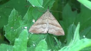 Attēlu rezultāti vaicājumam “Polypogon tentacularius”