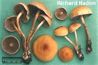 Attēlu rezultāti vaicājumam “Hypholoma sp.”