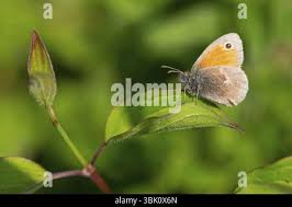 Attēlu rezultāti vaicājumam “Hyponephele lycaon”