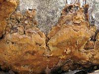 Attēlu rezultāti vaicājumam “Rigidoporus crocatus”