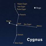 Image result for Cygnus cygnus