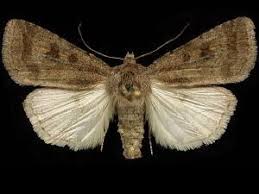 Attēlu rezultāti vaicājumam “Caradrina morpheus”