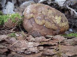 Attēlu rezultāti vaicājumam “Phellinus robustus”