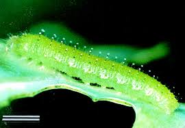 Attēlu rezultāti vaicājumam “Pieris rapae larva”