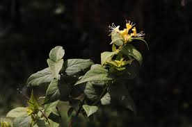 Attēlu rezultāti vaicājumam “Lonicera ferdinandii”