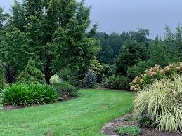 Attēlu rezultāti vaicājumam “Saelania glaucescens sporophyte”