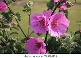 Image result for Malve