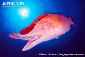 Image result for Lachnolaimus maximus